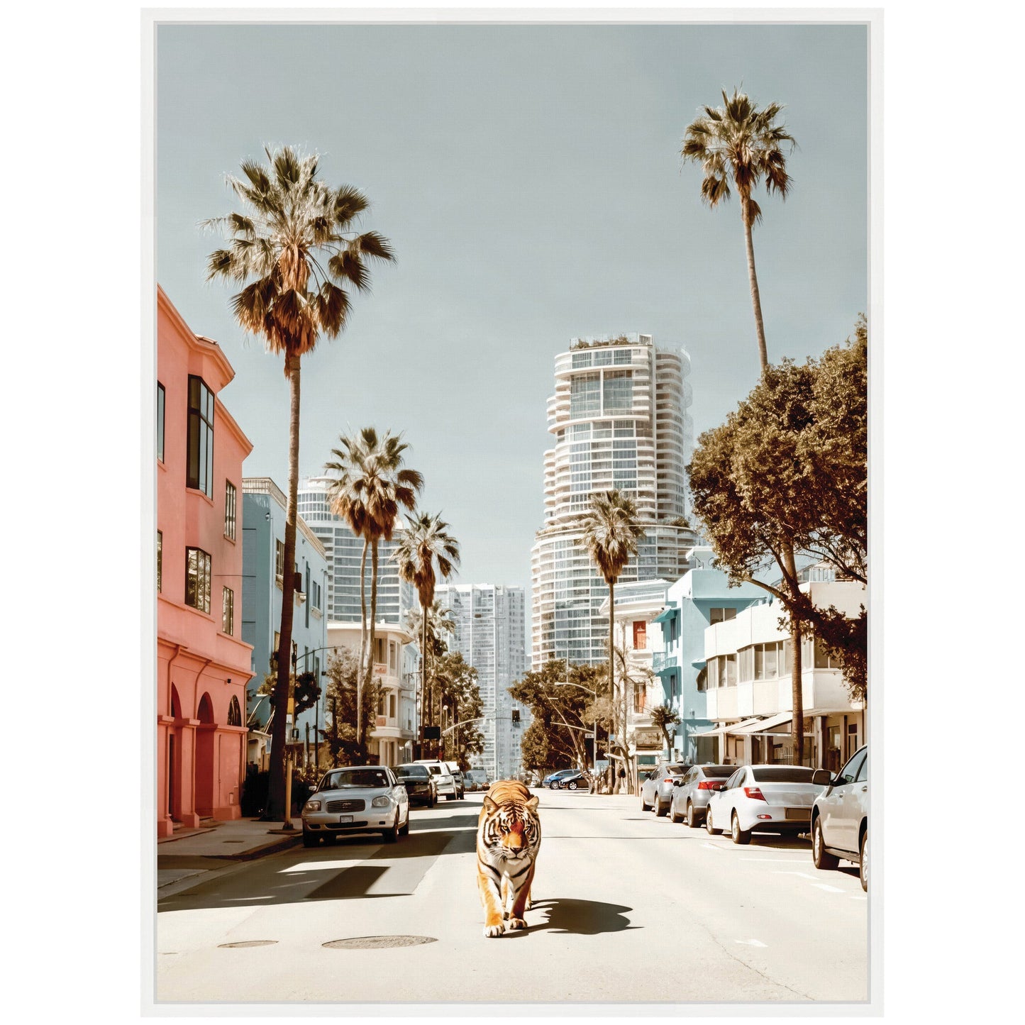 California Tiger Roaming through Palm Springs Framed Canvas by Michael Schauer